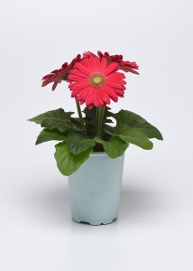 deep_rose_light_eye (3)